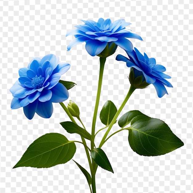 PSD psd isolated blue flower