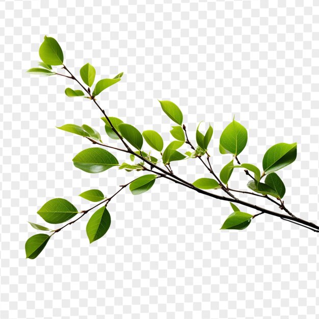 PSD psd isolated tree branch