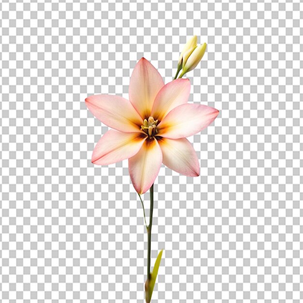 PSD psd of a ixia flower on transparent background