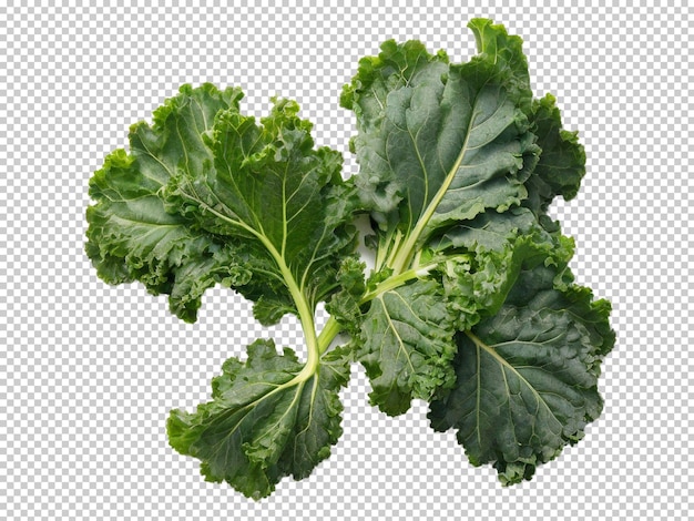 투명한 배경에 Psd Kale Png