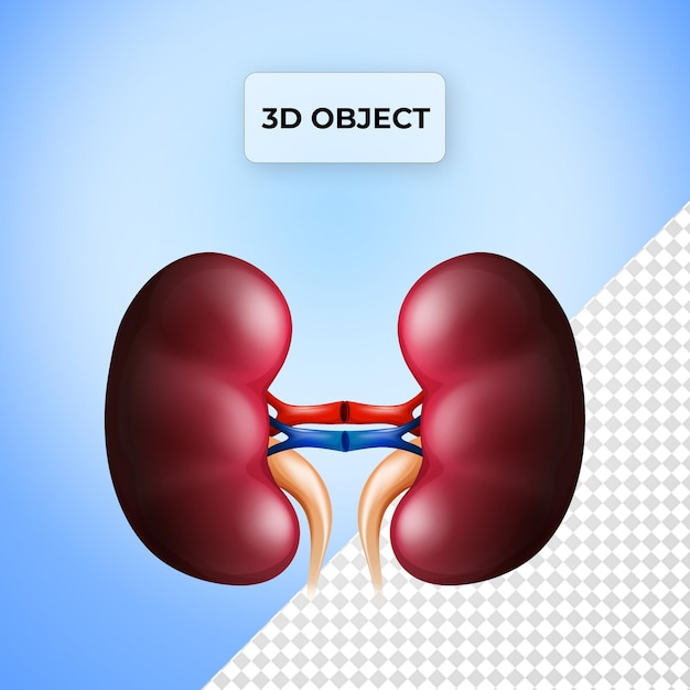 PSD psd kidney graphy organ png transparent background