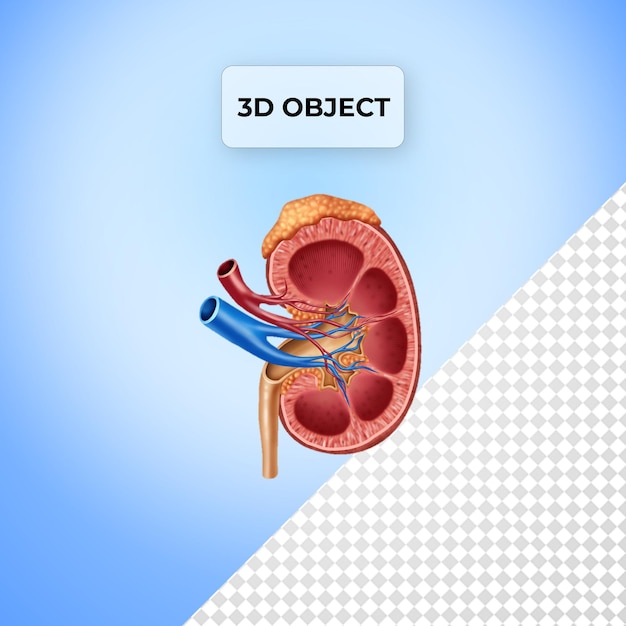 Psd kidney human body diagram png transparent background