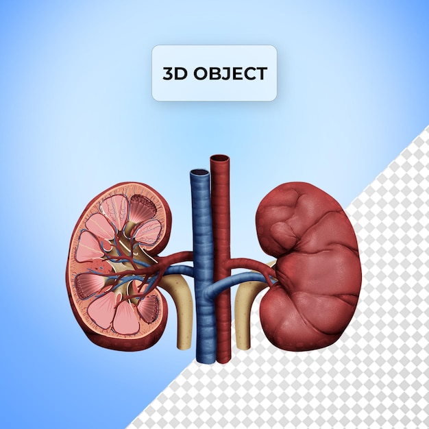PSD psd kidney png transparent background