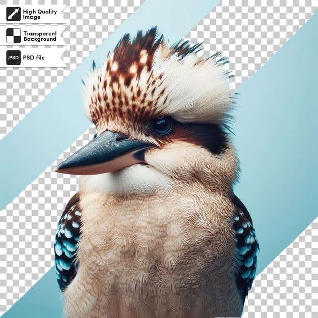 PSD psd kookaburra bird on transparent background