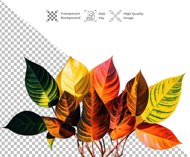 Psd leaf isolated on transparent background