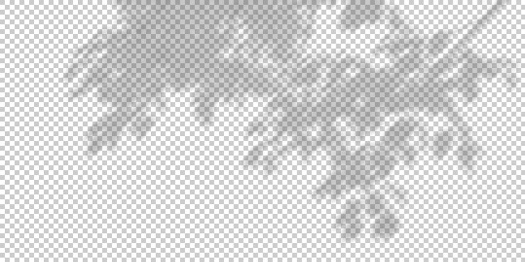 樹枝の葉が透明な背景に影を落とす 3D レンダリング