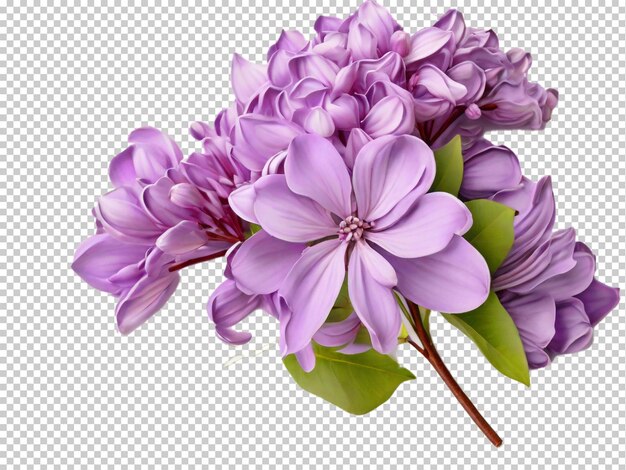 PSD Lilac Flower PNG na przezroczystym tle