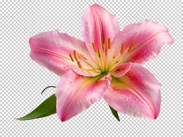 PSD psd lily png su uno sfondo trasparente