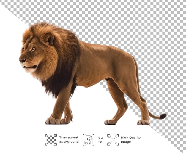 PSD psd lion animal isolated