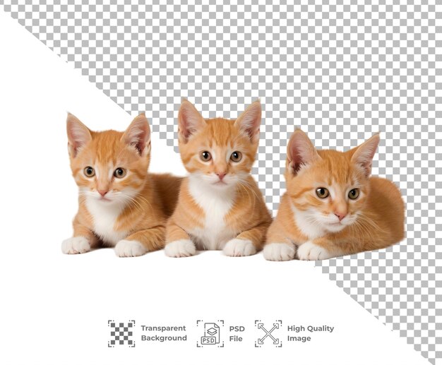 PSD psd little kitten isolated on transparent background