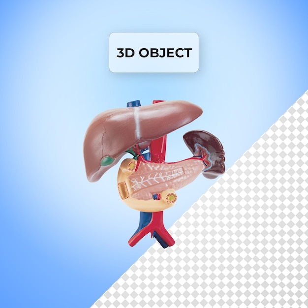 PSD Liver Spleen Duodenum Pancreas Human body PNG Transparent Background