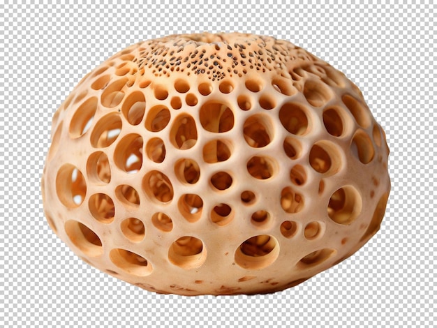 Psd lotus root png on a transparent background