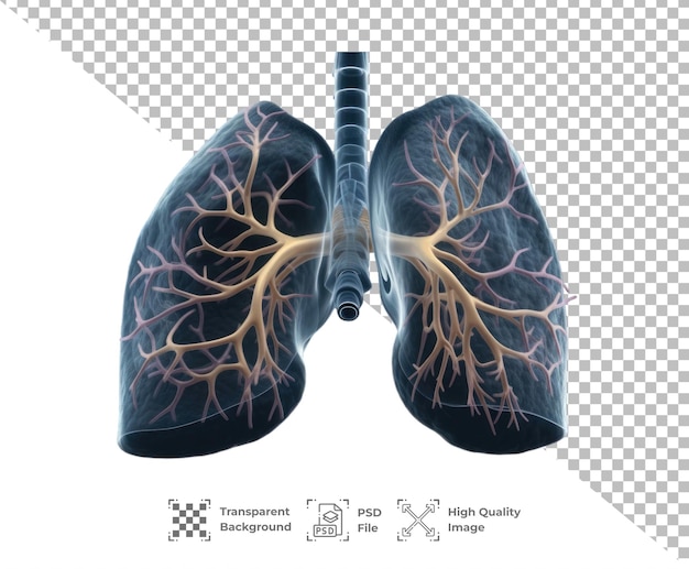 PSD psd lung organ isolated