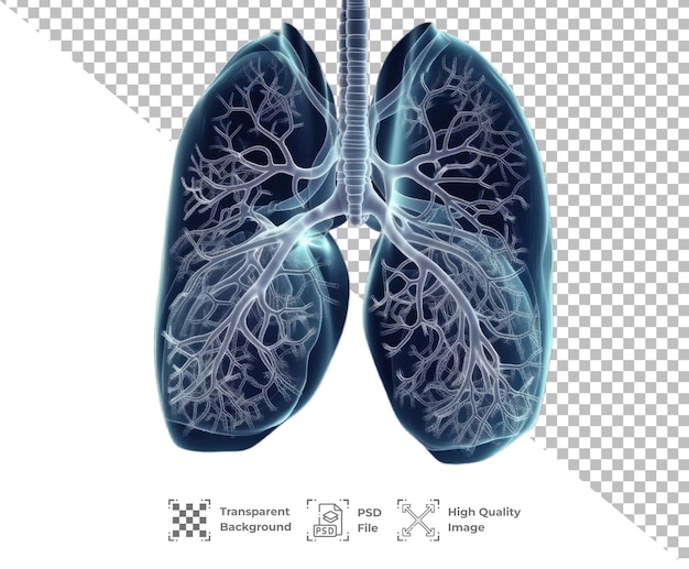 PSD psd lung organ isolated