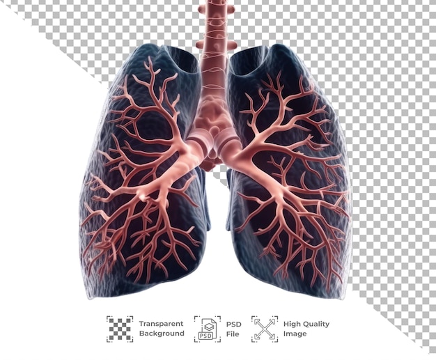 PSD psd lung organ isolated