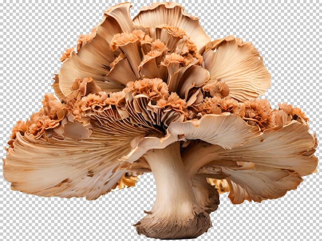 Psd maitake mushroom png на прозрачном фоне