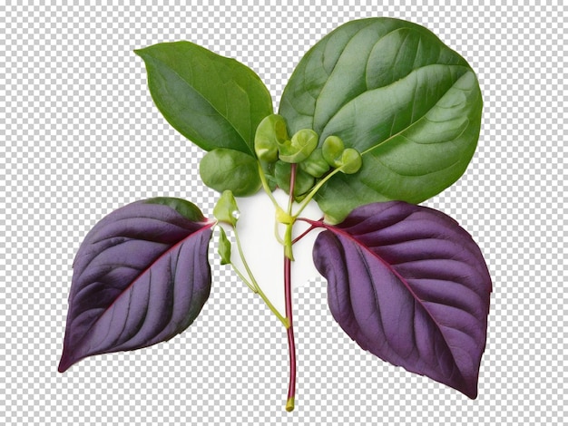 PSD psd malabar spinach png op een doorzichtige achtergrond