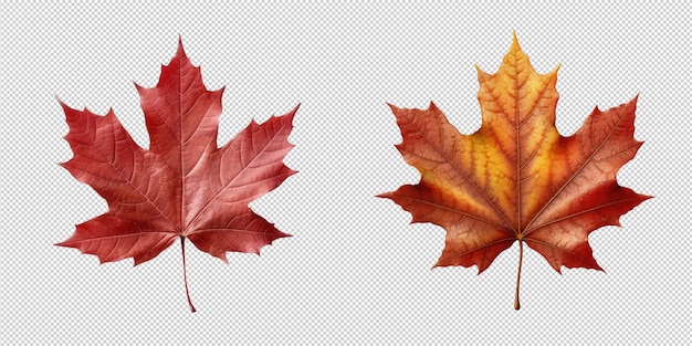 PSD maple leaf isolated on transparent background HD PNG