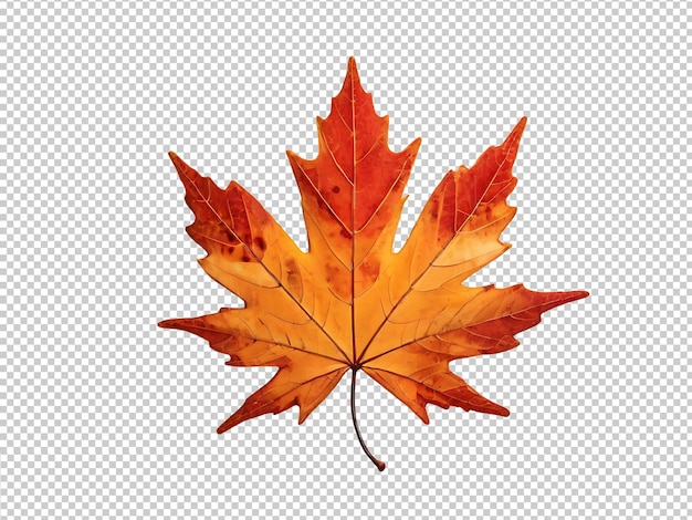 PSD psd maple tree leaf on transparent background