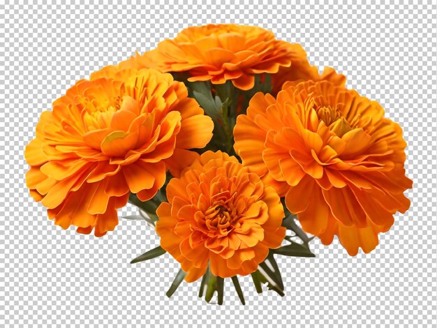 PSD psd marigold flower png на прозрачном фоне