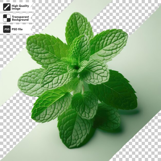 PSD psd mint leaves on transparent background