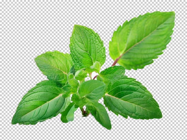 Psd mint png на прозрачном фоне