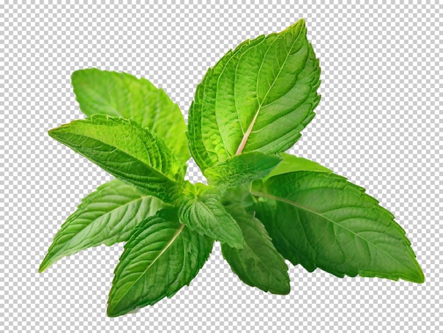 Psd mint png su uno sfondo trasparente