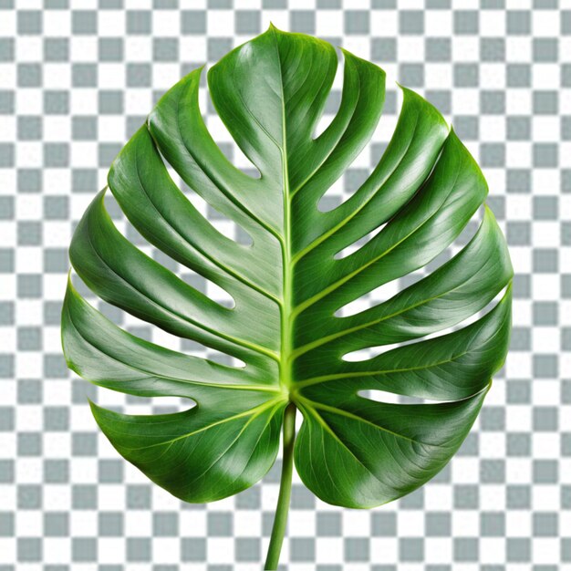 PSD psd monstera deliciosa png geïsoleerd op een doorzichtige achtergrond