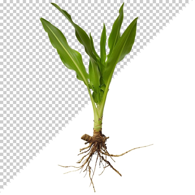 PSD psd monstera deliciosa png isolato su sfondo trasparente