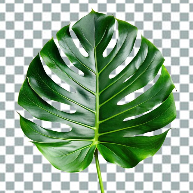 PSD psd monstera deliciosa png isolato su sfondo trasparente