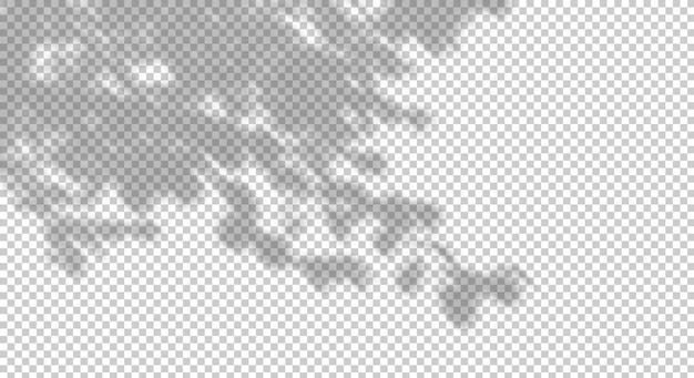 psd nature shade shadow tree branches leaves movement cutout on transparent backgrounds 3d rendering