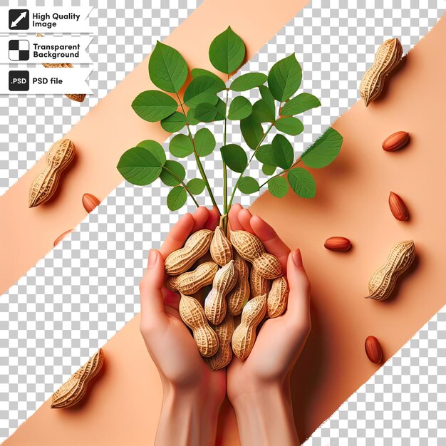 Psd nuts and leafs on transparent background
