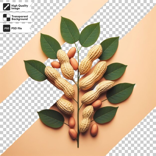 PSD psd nuts and leafs on transparent background