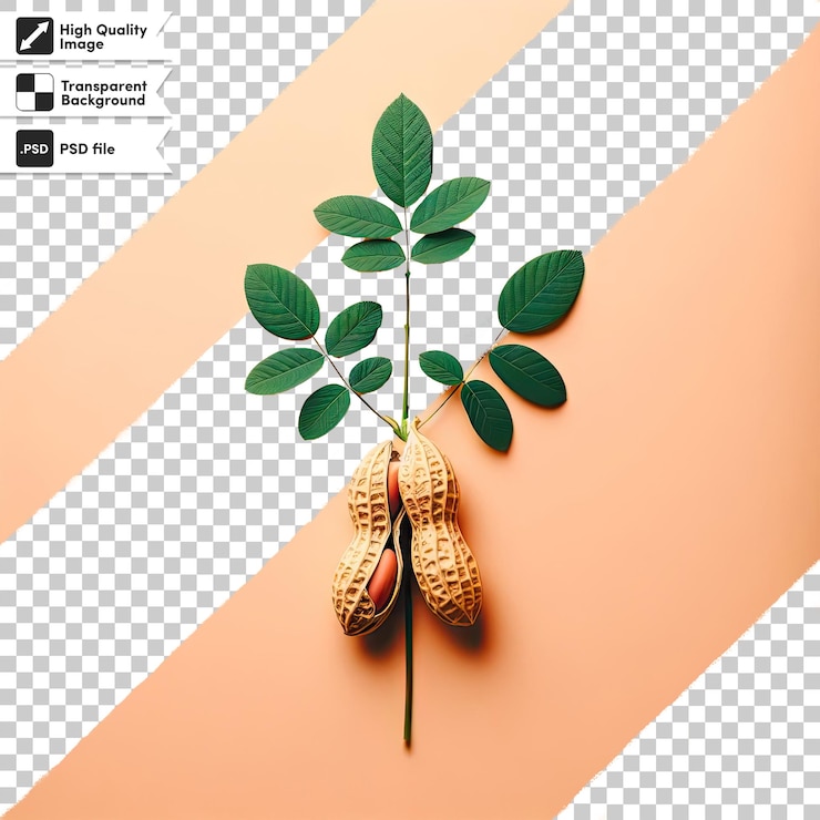 PSD psd nuts and leafs on transparent background
