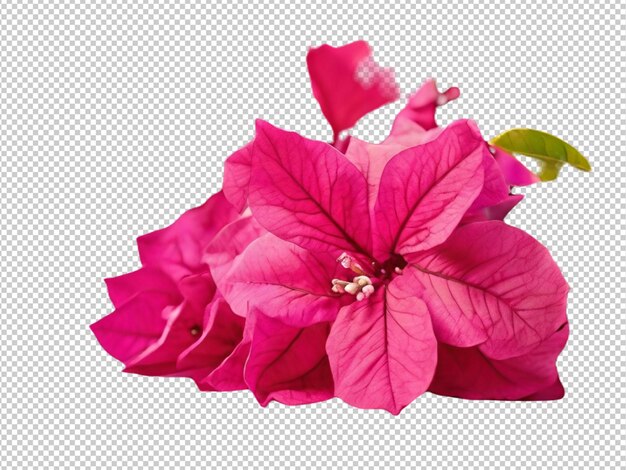 PSD 透明な背景のブーゲンビリアの花のpsd