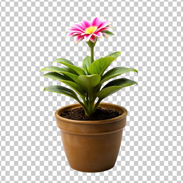 PSD psd цветка растения на прозрачном фоне