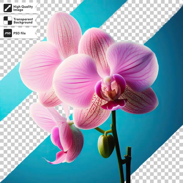 PSD psd orchid flower on transparent background