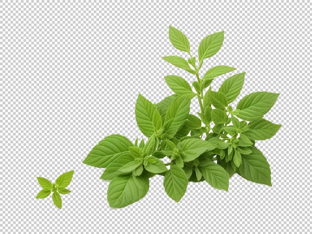 PSD psd oregano png on a transparent background