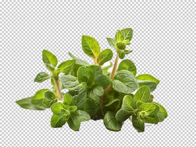 Psd oregano png on a transparent background