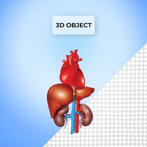 PSD psd organ kidney fatty liver heart png transparent background