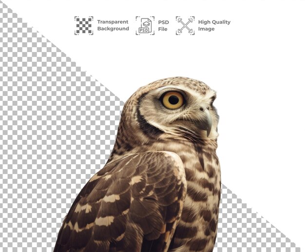 PSD psd owl bird animal isolated on transparent background