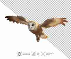 PSD psd owl bird animal isolated on transparent background