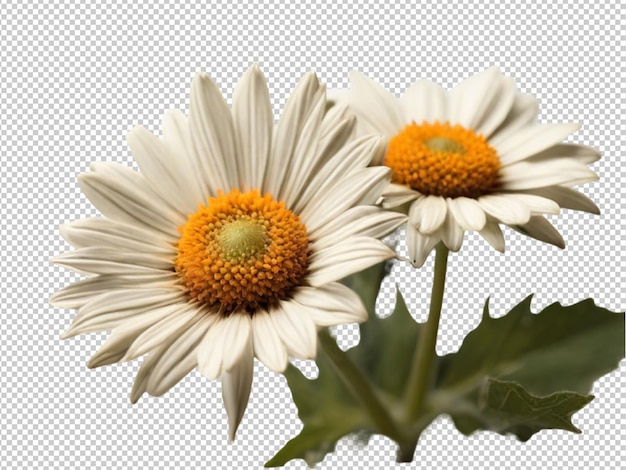 Psd of a oxeye flower on transparent background