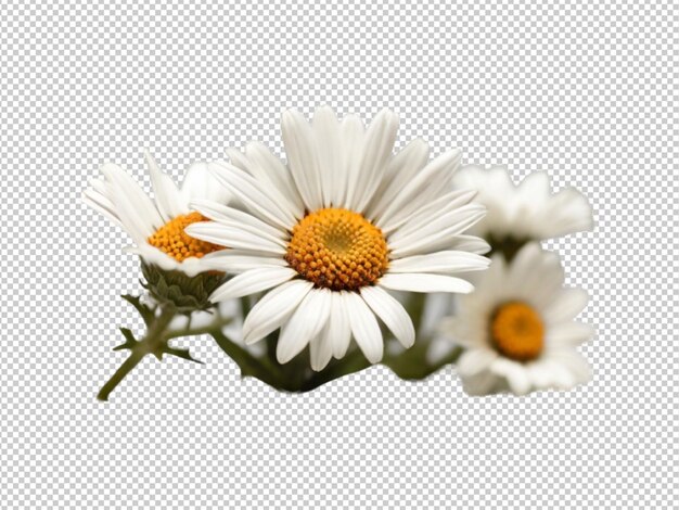 PSD psd of a oxeye flower on transparent background