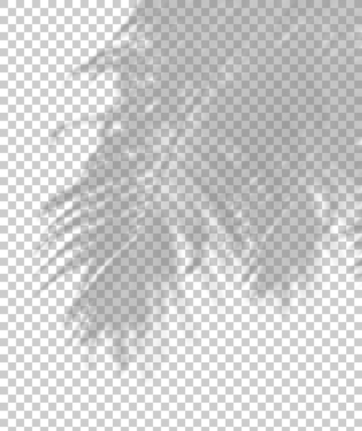 PSD psd palm leaves movement shadow shade on transparent backgrounds 3d render