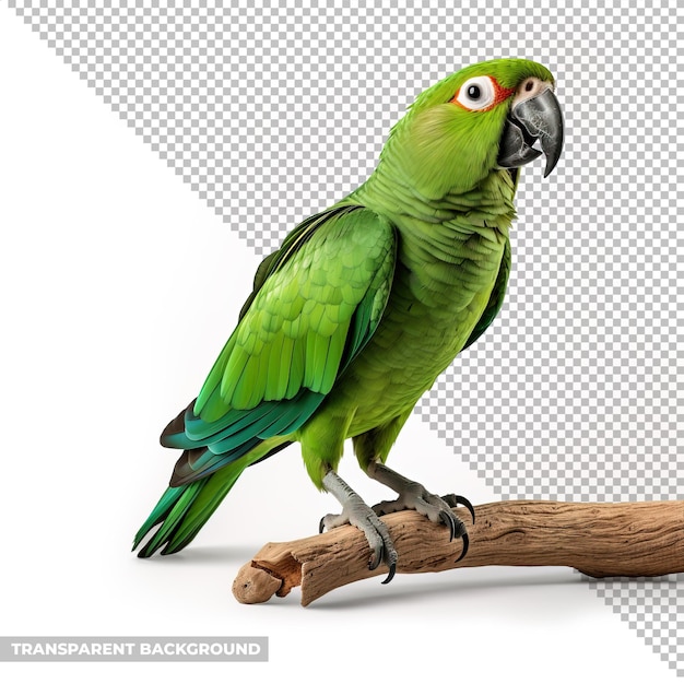 PSD psd parrot isolated without background