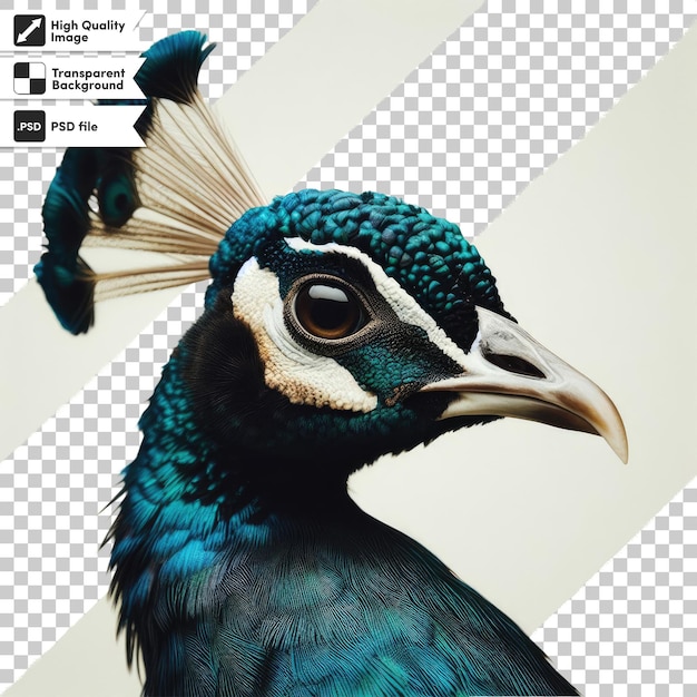 PSD psd peacock with feathers on transparent background with editable mask layer