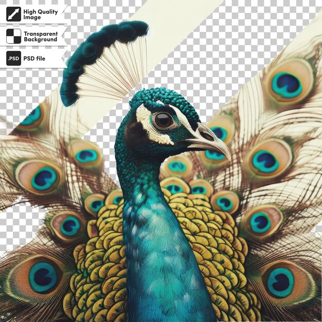 PSD psd peacock with feathers on transparent background with editable mask layer