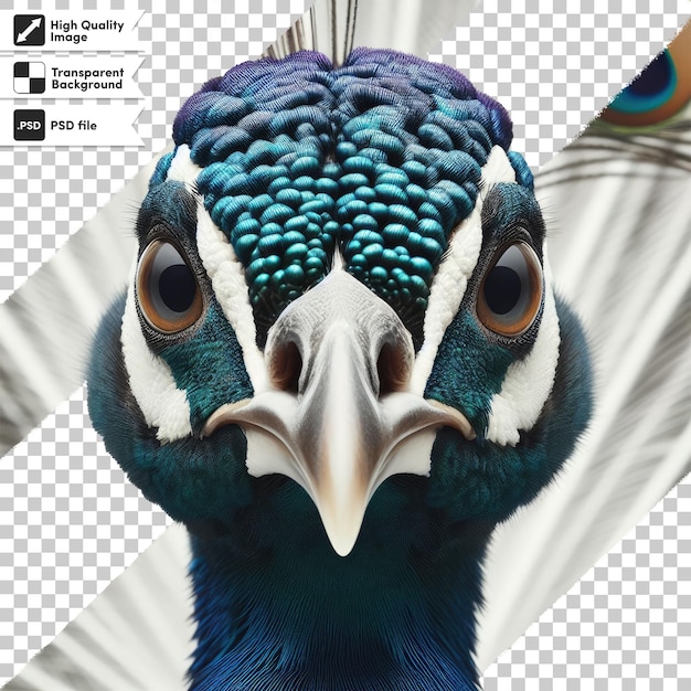 Psd peacock with feathers on transparent background with editable mask layer