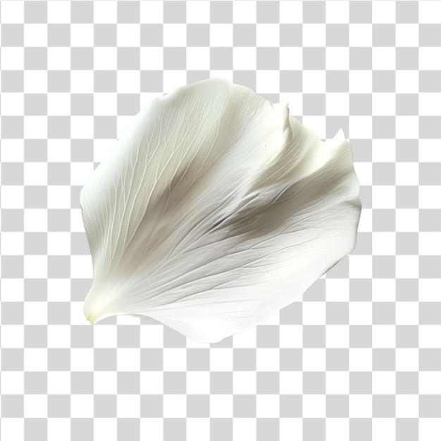 PSD psd petal on transparent background